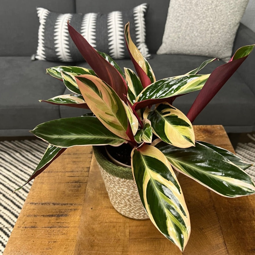 Socialite™ Trio Star (Stromanthe sanguinea)