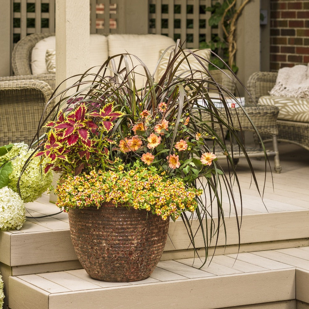 Proven Winners® Annual Plants|Calibrachoa - Superbells Holy Moly! 3