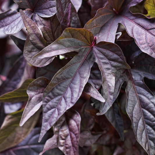 Annual Plants|Ipomoea - Sweet Caroline Raven Sweet Potato Vine 1