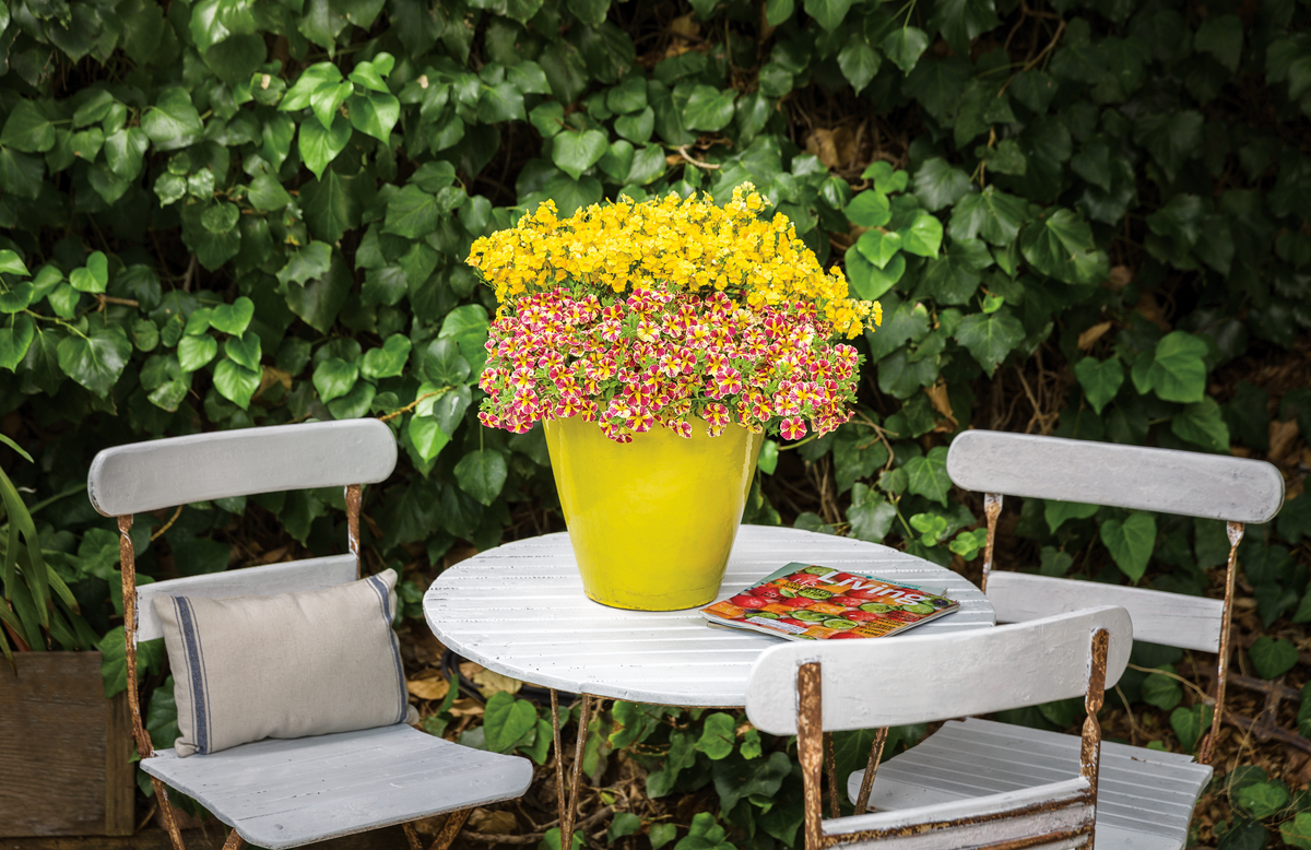 Superbells® Holy Moly!® (Calibrachoa hybrid)