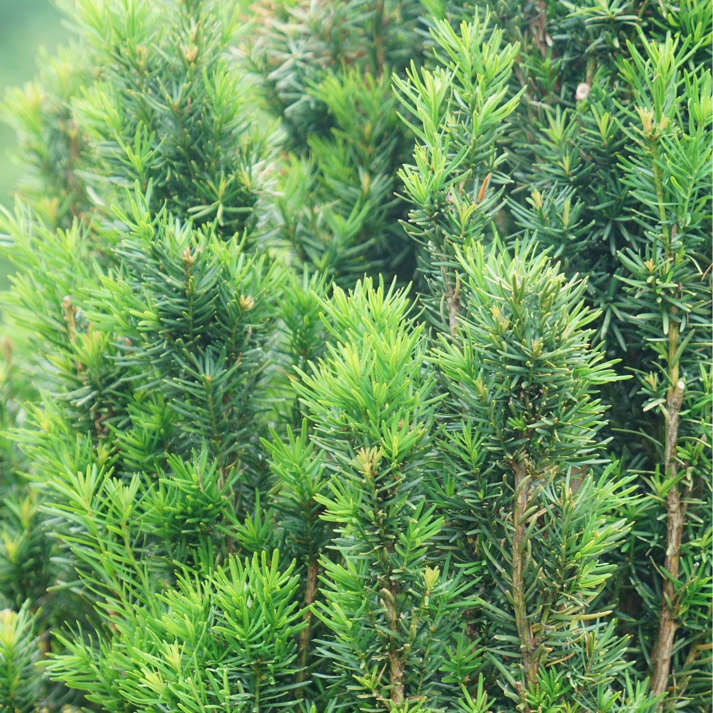 Stonehenge Skinny® Yew (Taxus x media)