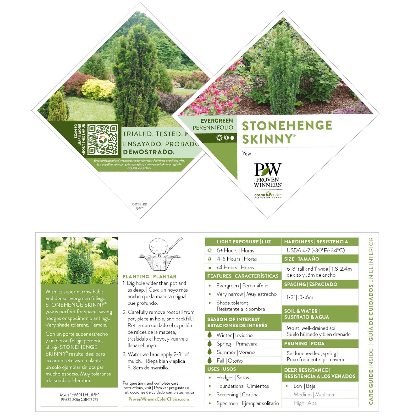 Stonehenge Skinny® Yew (Taxus x media)
