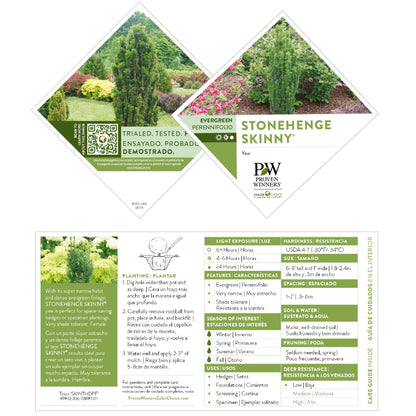 Stonehenge Skinny® Yew (Taxus x media)
