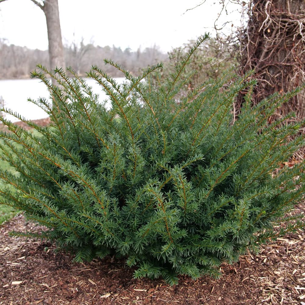Yew | Stonehenge Dark Druid® | Proven Winners® Shrubs – Proven