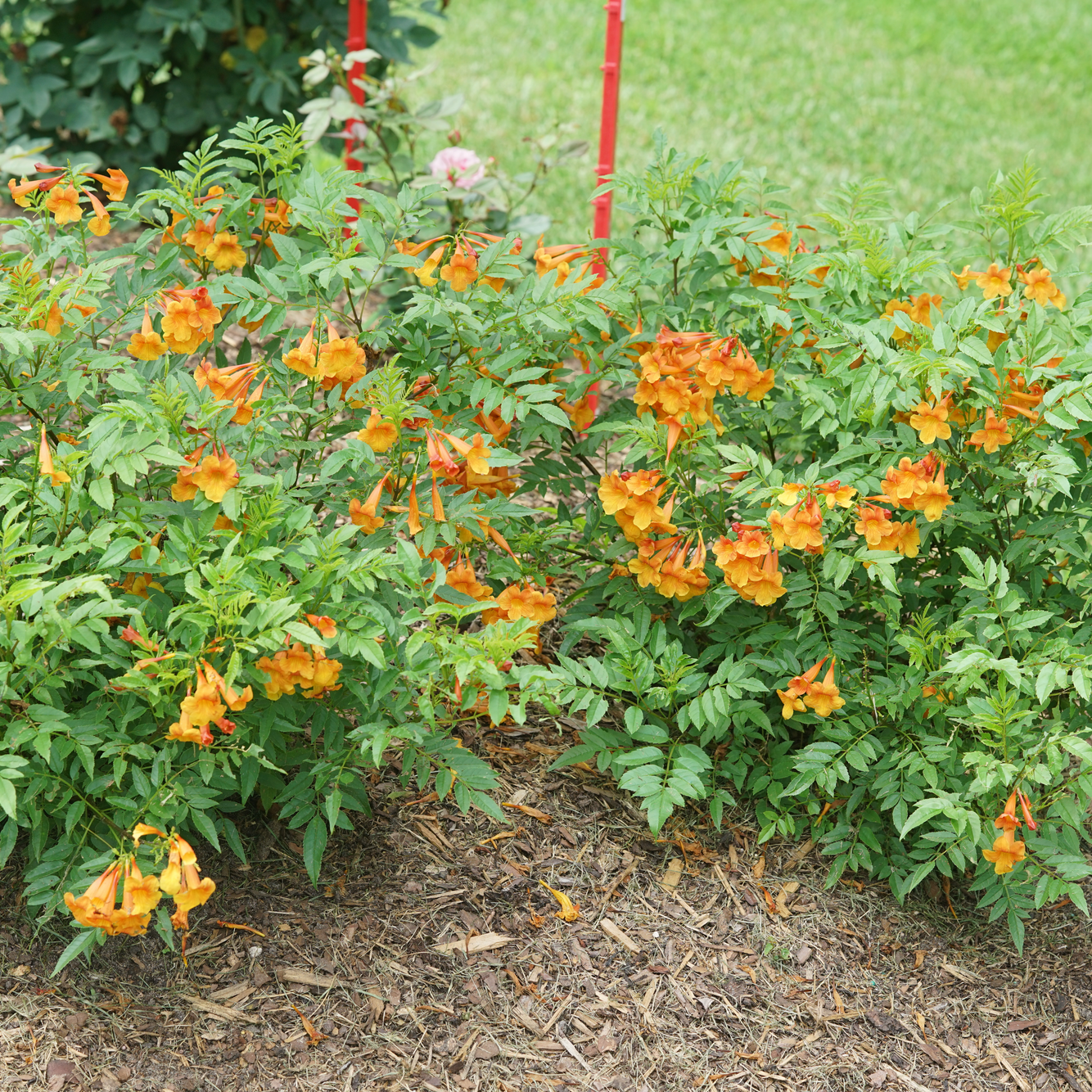 Chicklet Orange Chicklet Orange Esperanza in focus.