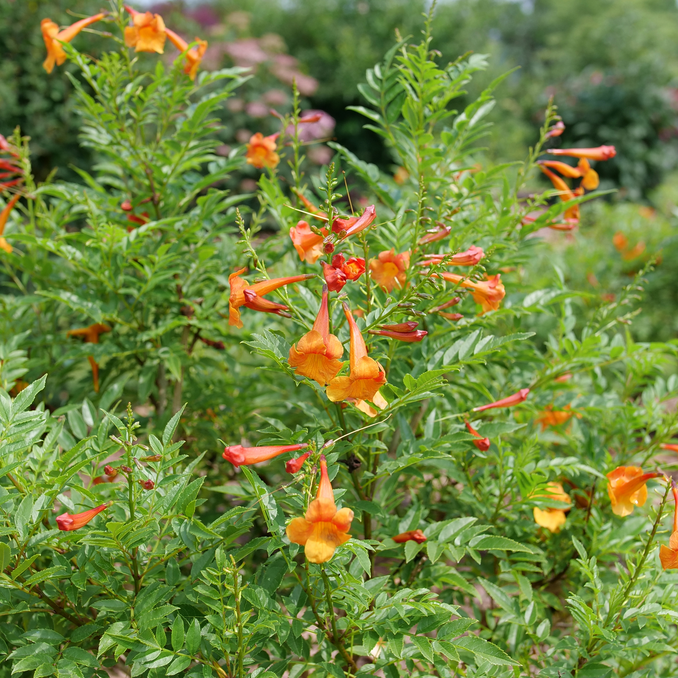 Chicklet Orange Chicklet Orange Esperanza in use.