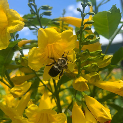 Chicklet® Gold Esperanza (Tecoma stans)