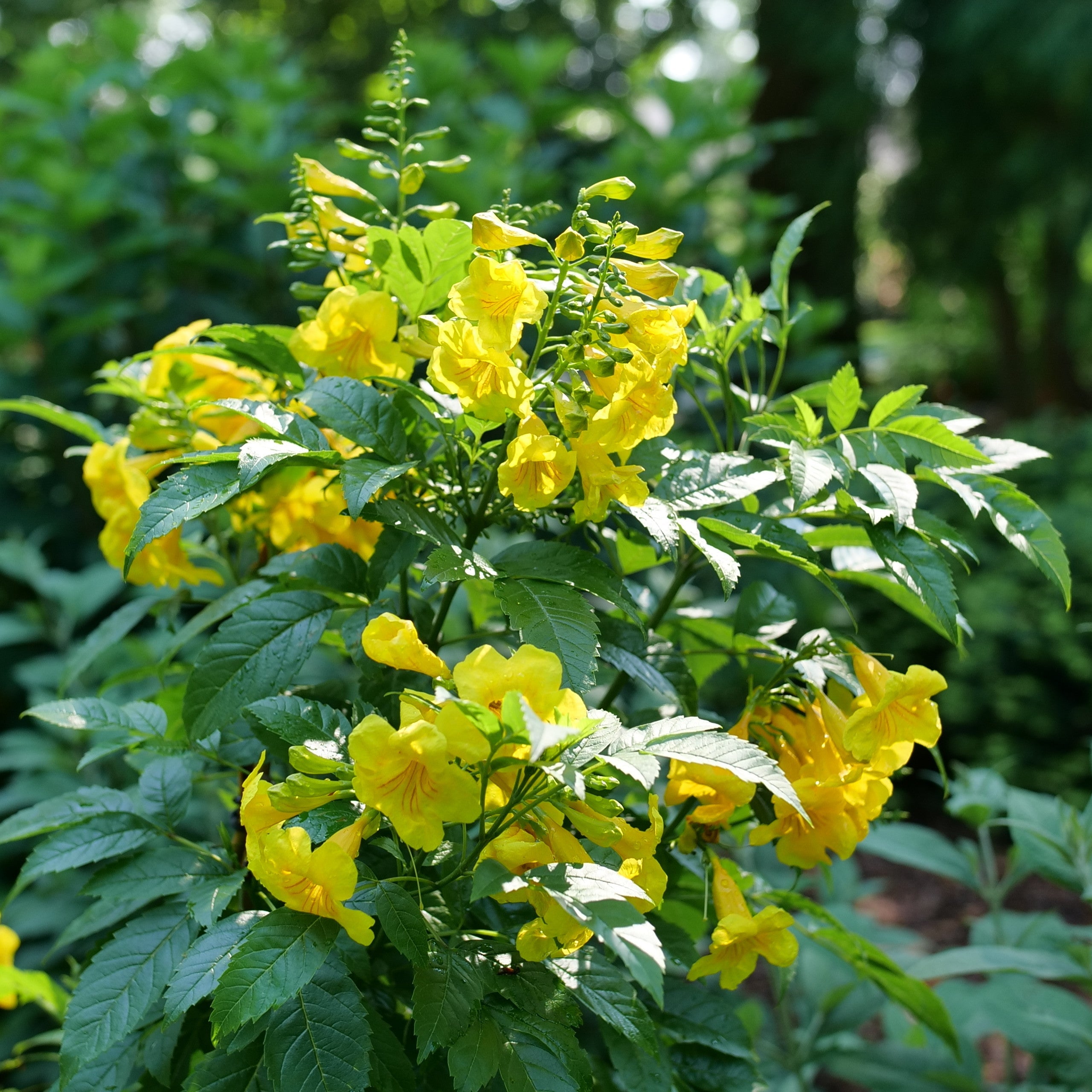Esperanza | Chicklet® Gold | Proven Winners® Shrubs – Proven