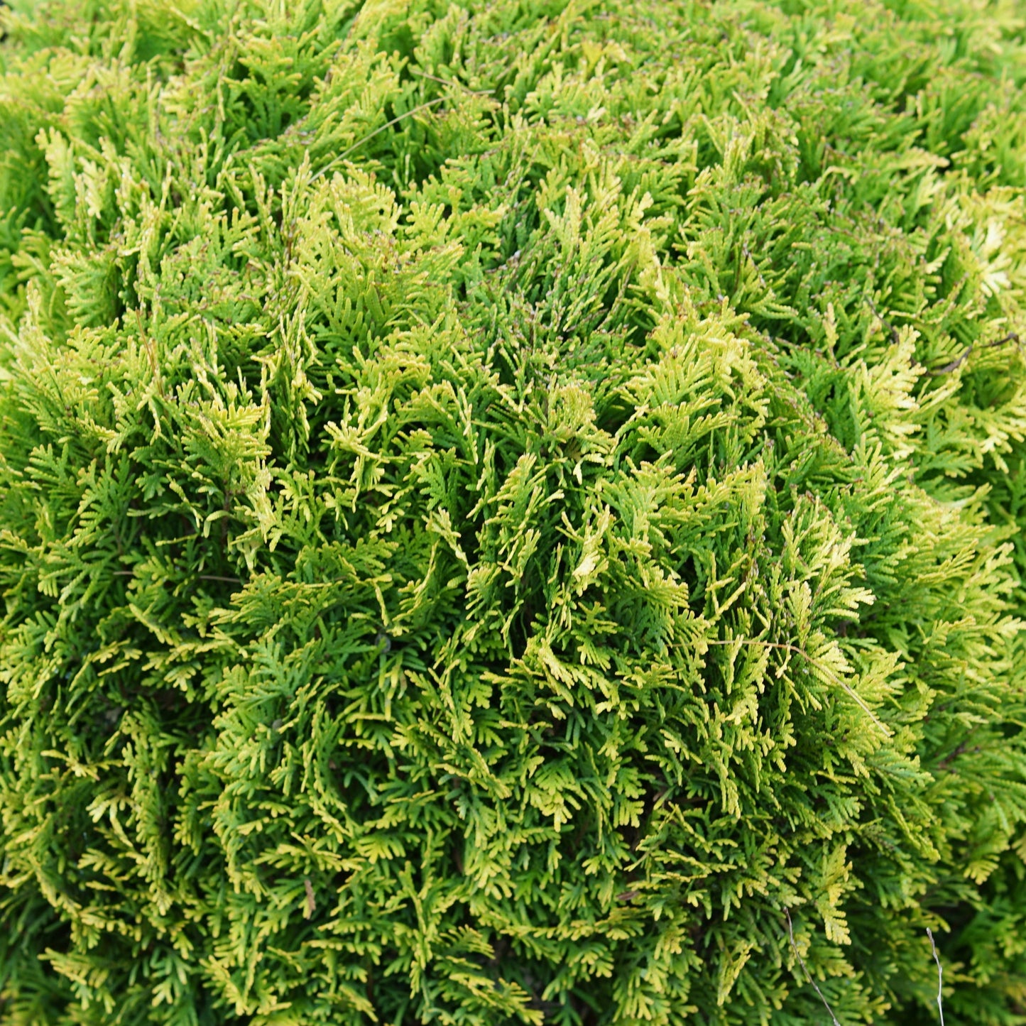 Anna's Magic Ball® Arborvitae (Thuja occidentalis)