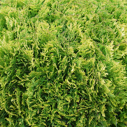 Anna's Magic Ball® Arborvitae (Thuja occidentalis)