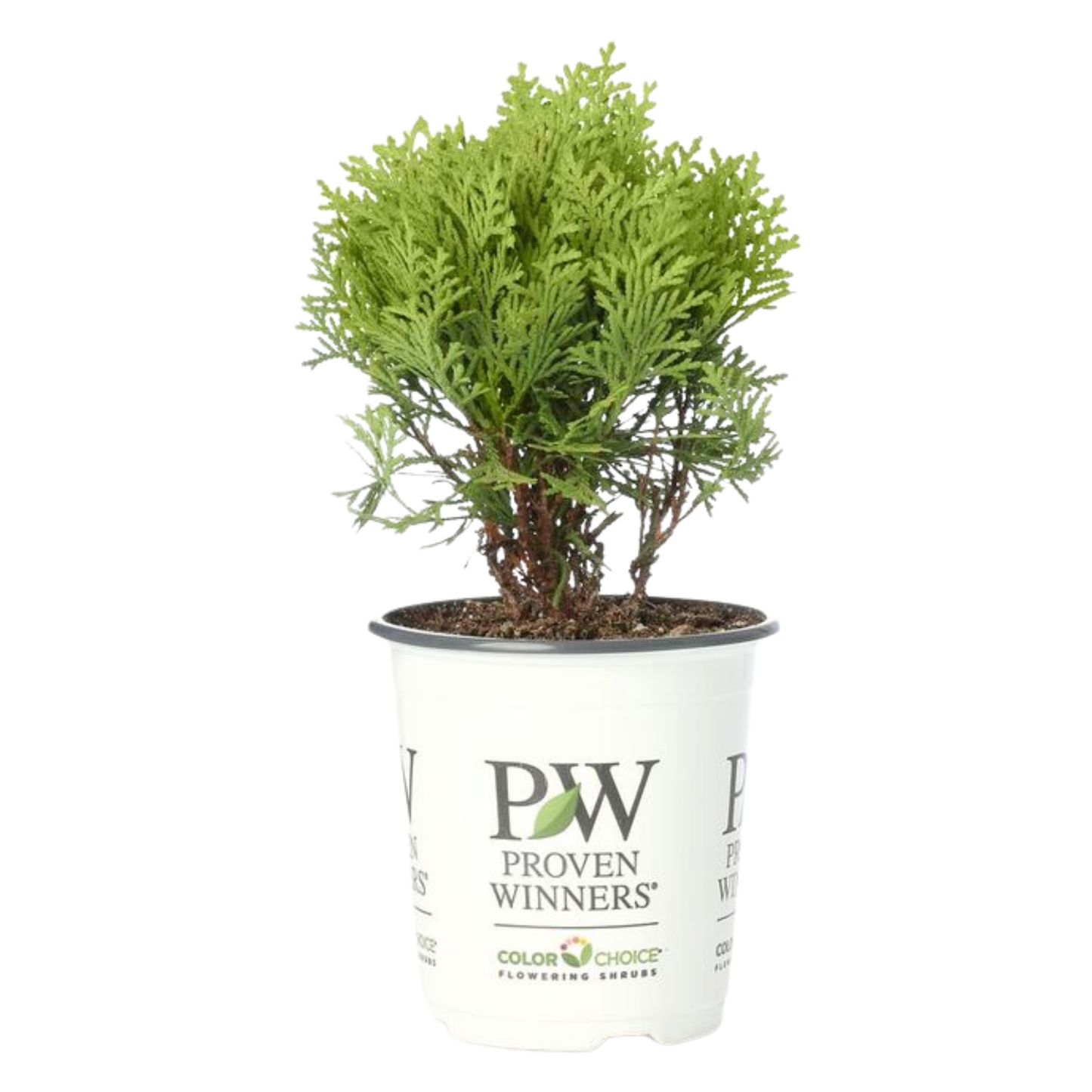 Anna's Magic Ball® Arborvitae (Thuja occidentalis)