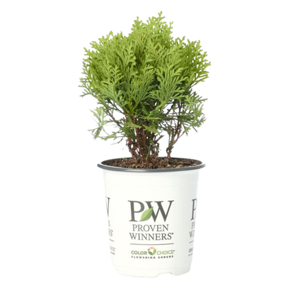 Anna's Magic Ball® Arborvitae (Thuja occidentalis)