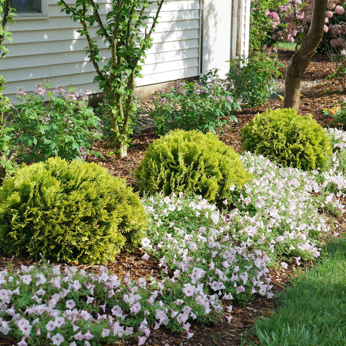 Anna's Magic Ball® Arborvitae (Thuja occidentalis)