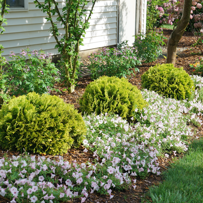 Anna's Magic Ball® Arborvitae (Thuja occidentalis)