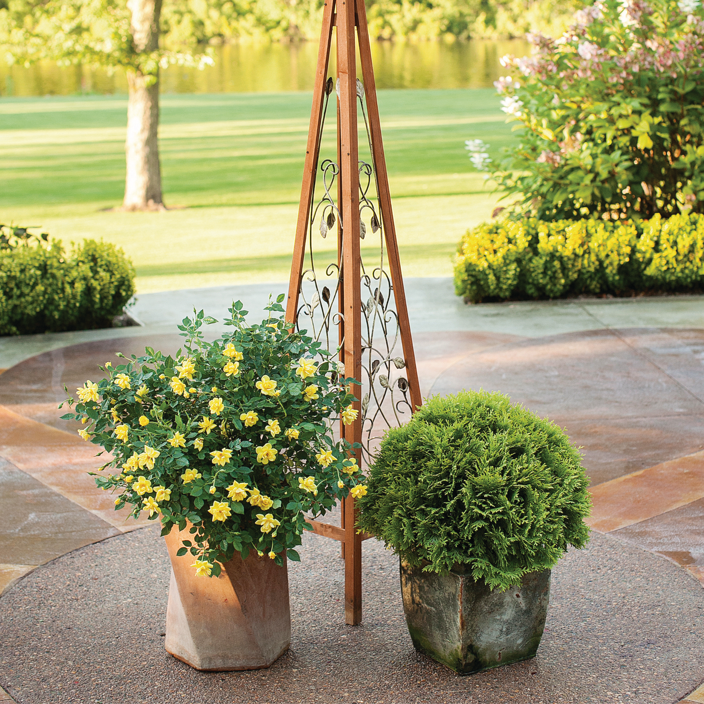 Anna's Magic Ball® Arborvitae (Thuja occidentalis)