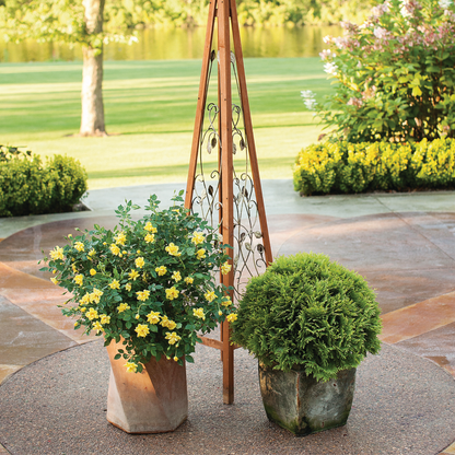 Anna's Magic Ball® Arborvitae (Thuja occidentalis)