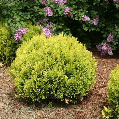 Anna's Magic Ball® Arborvitae (Thuja occidentalis)