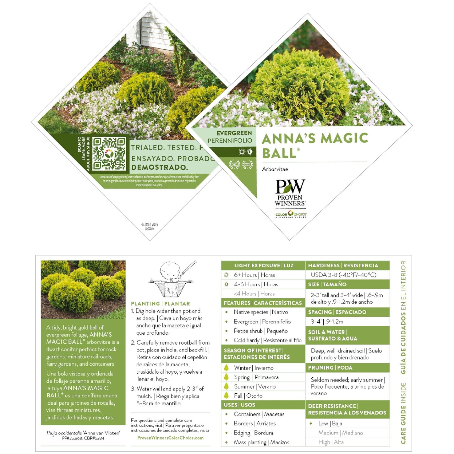 Anna's Magic Ball® Arborvitae (Thuja occidentalis)