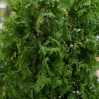 North Pole® Arborvitae (Thuja occidentalis)