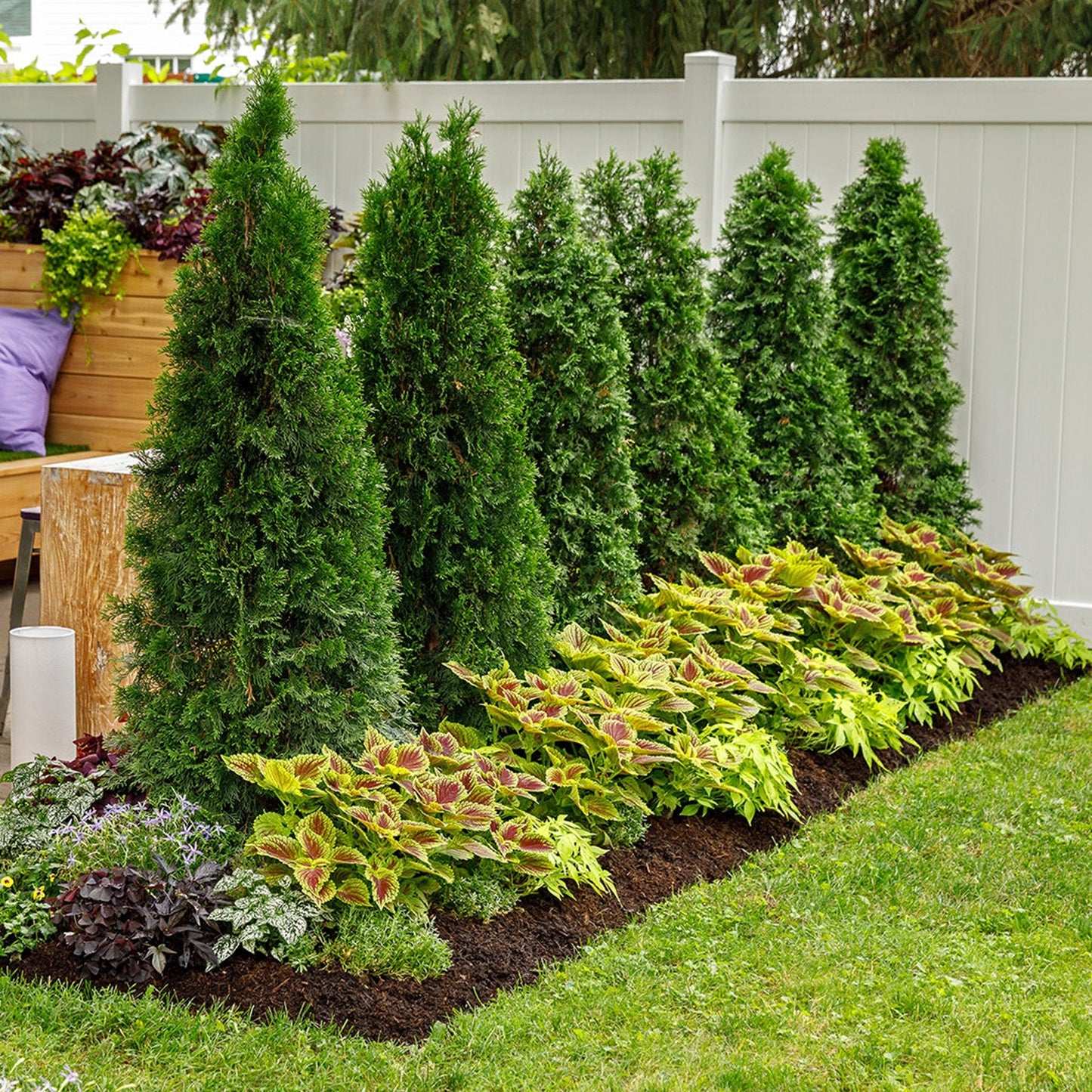 North Pole® Arborvitae (Thuja occidentalis)