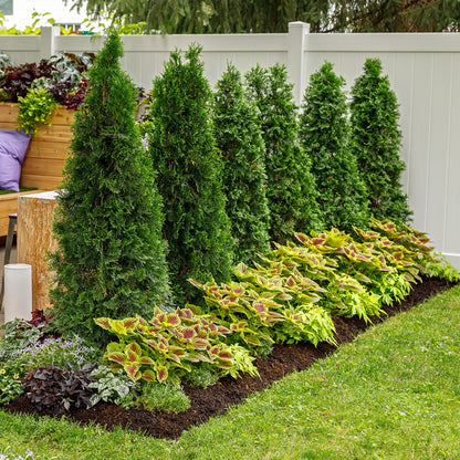 North Pole® Arborvitae (Thuja occidentalis)