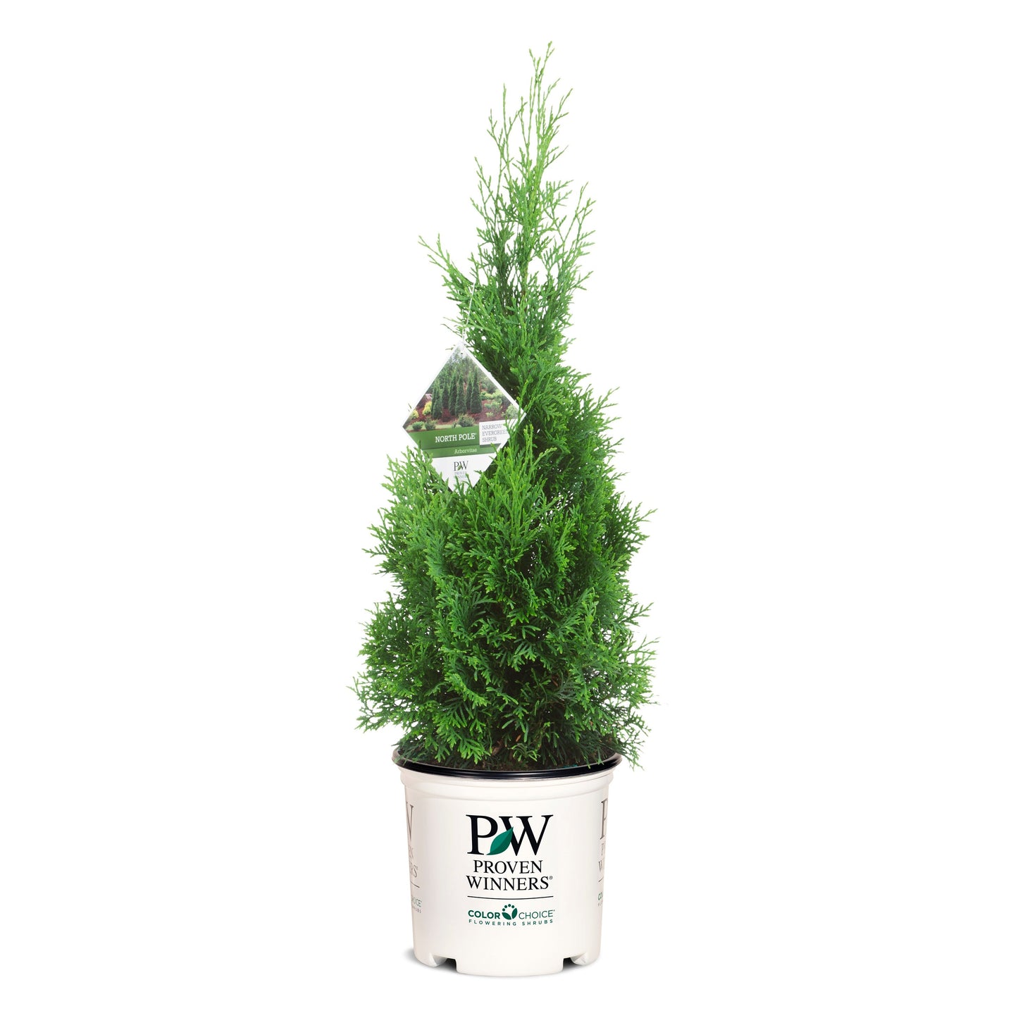 North Pole® Arborvitae (Thuja occidentalis)