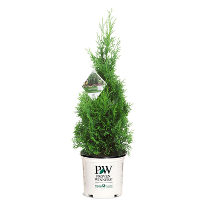 North Pole® Arborvitae (Thuja occidentalis)