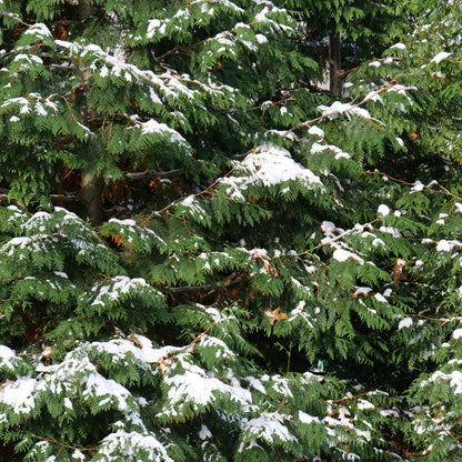 Spring Grove® Western Arborvitae (Thuja plicata)