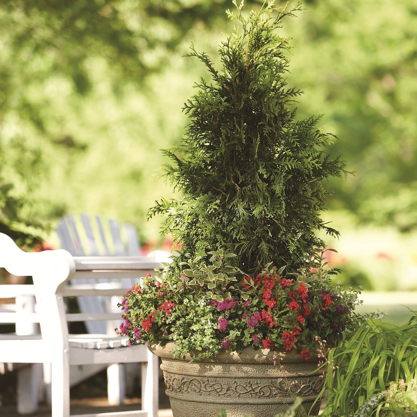 Spring Grove® Western Arborvitae (Thuja plicata)