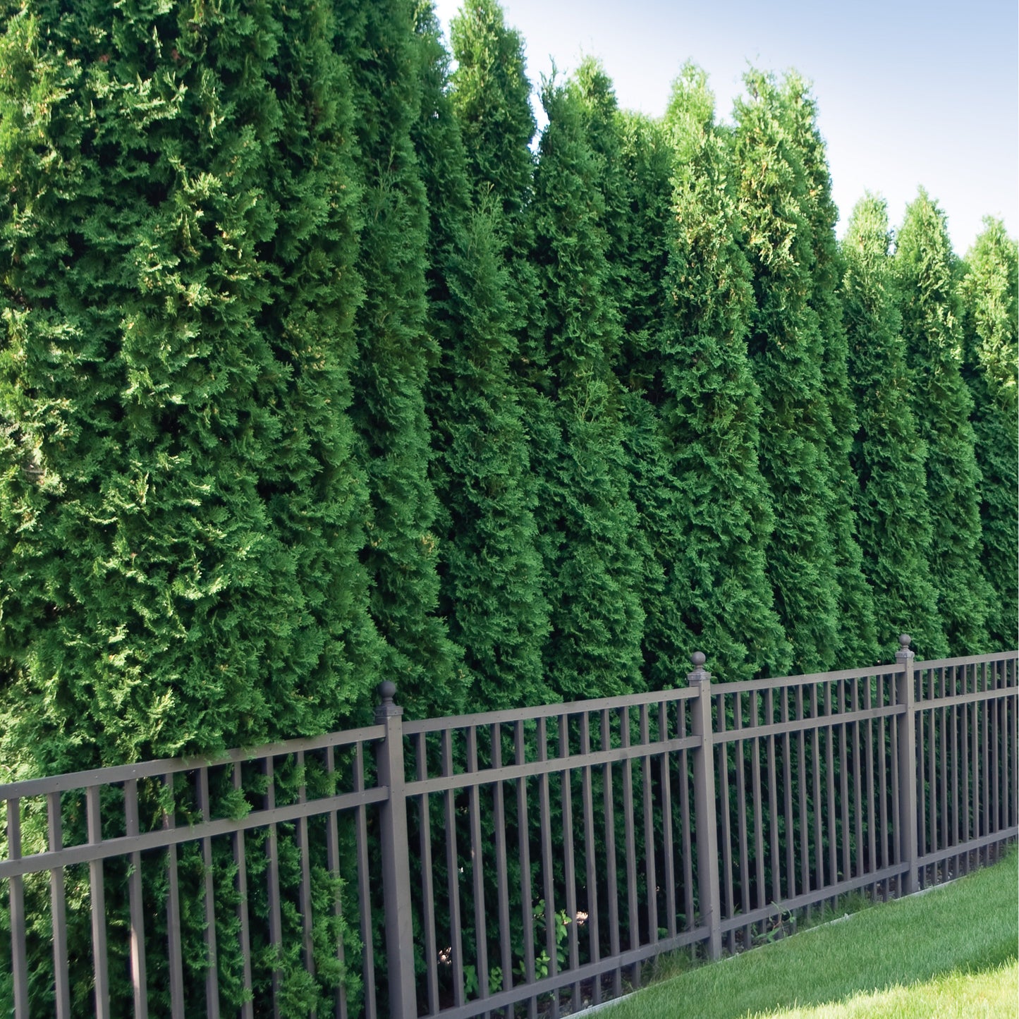 Spring Grove® Western Arborvitae (Thuja plicata)