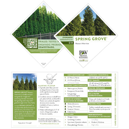 Spring Grove® Western Arborvitae (Thuja plicata)