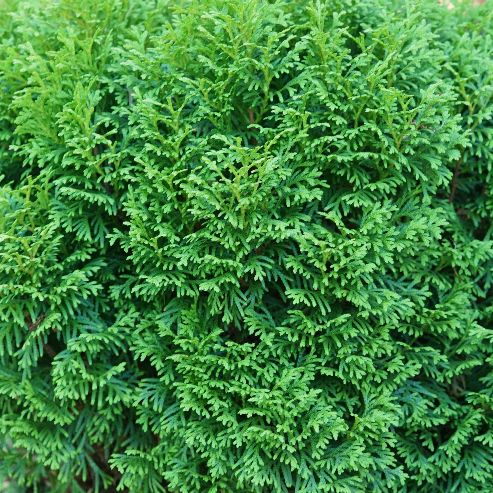 Arborvitae | Tater Tot® | Proven Winners® Shrubs – Proven Winners