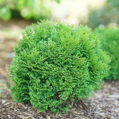 Tater Tot® Arborvitae (Thuja occidentalis)