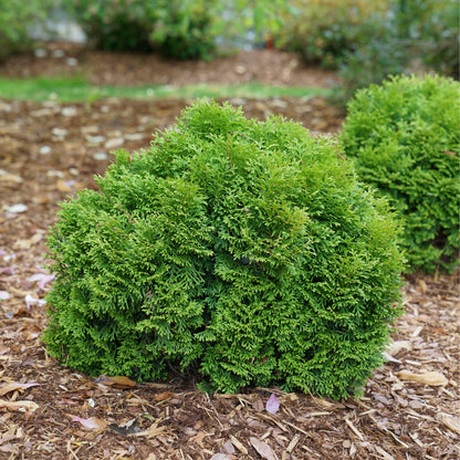 Tater Tot® Arborvitae (Thuja occidentalis)
