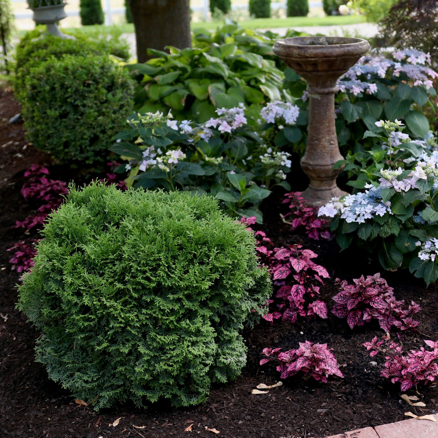 Tater Tot® Arborvitae (Thuja occidentalis)