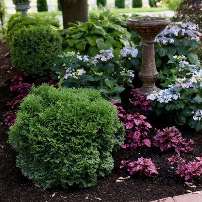 Tater Tot® Arborvitae (Thuja occidentalis)