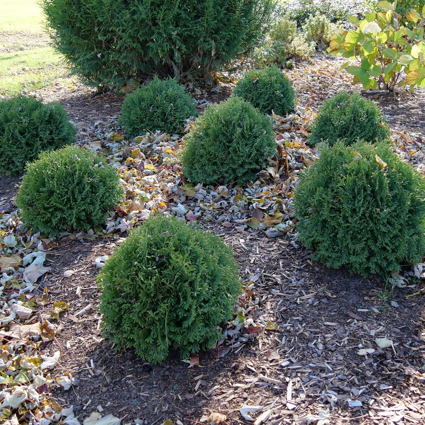 Tater Tot® Arborvitae (Thuja occidentalis)