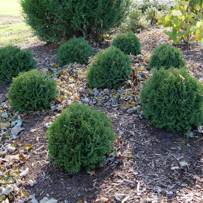 Tater Tot® Arborvitae (Thuja occidentalis)