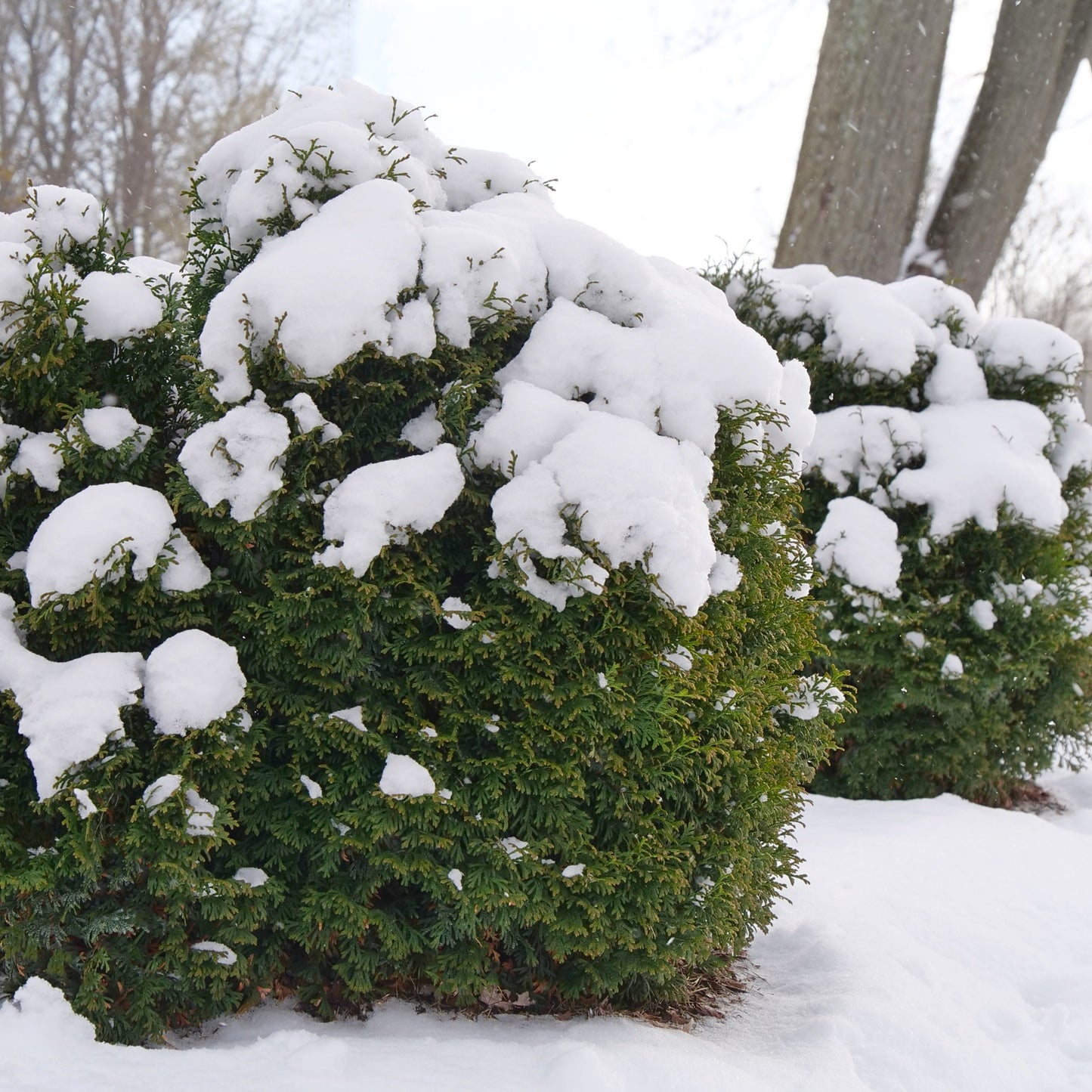Tater Tot® Arborvitae (Thuja occidentalis)