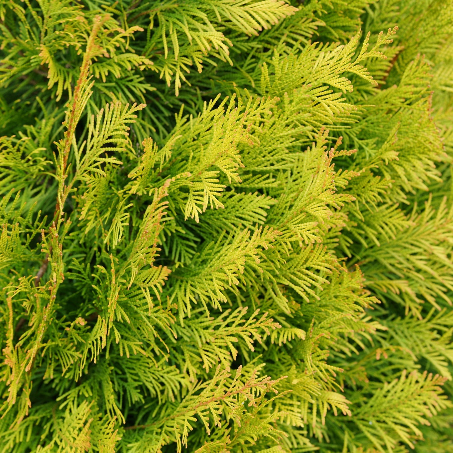Fluffy® Western Arborvitae (Thuja plicata)