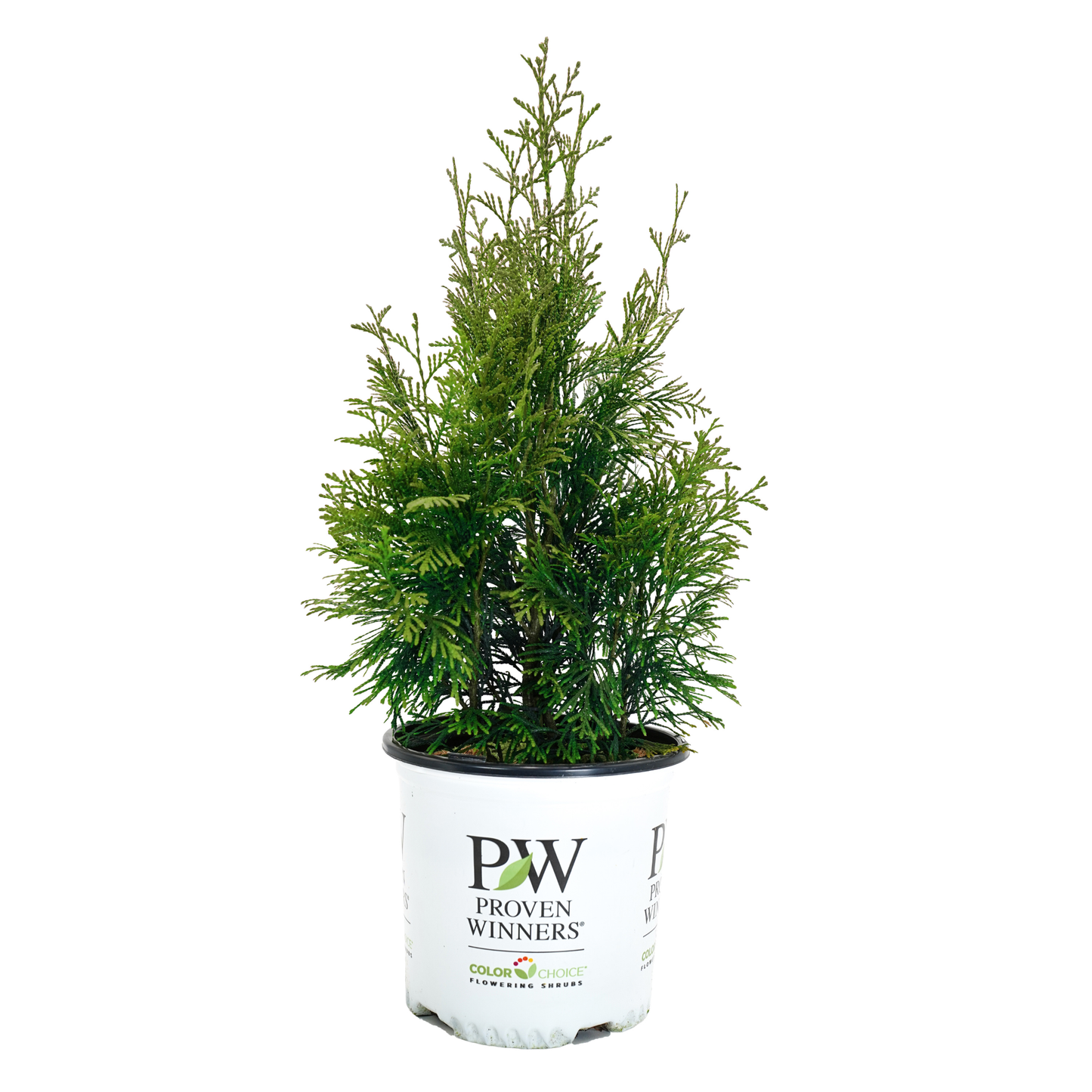 Fluffy® Western Arborvitae (Thuja plicata)