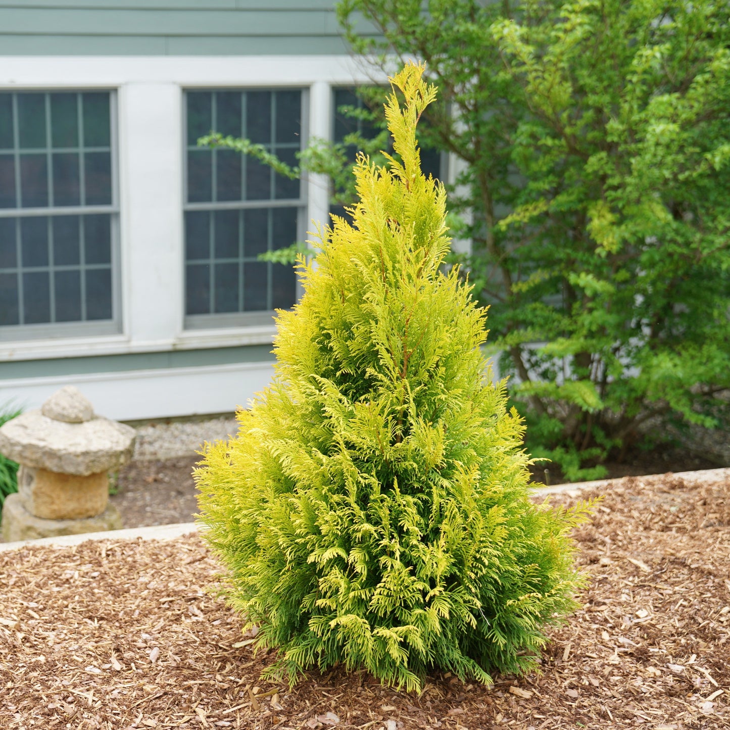 Fluffy® Western Arborvitae (Thuja plicata)