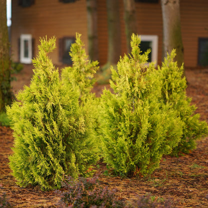 Fluffy® Western Arborvitae (Thuja plicata)
