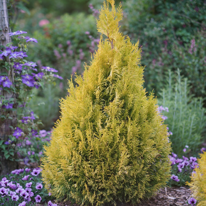 Fluffy® Western Arborvitae (Thuja plicata)