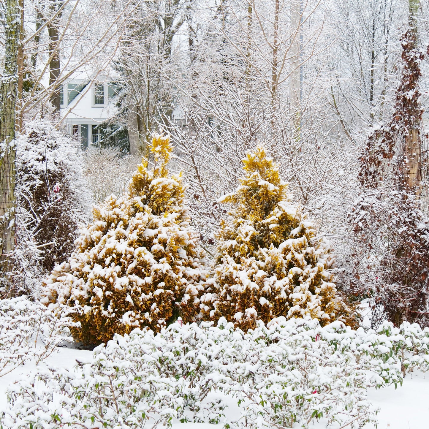 Fluffy® Western Arborvitae (Thuja plicata)