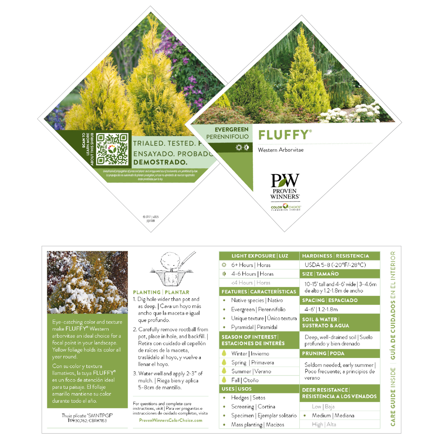 Fluffy® Western Arborvitae (Thuja plicata)