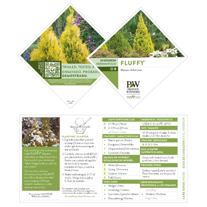 Fluffy® Western Arborvitae (Thuja plicata)