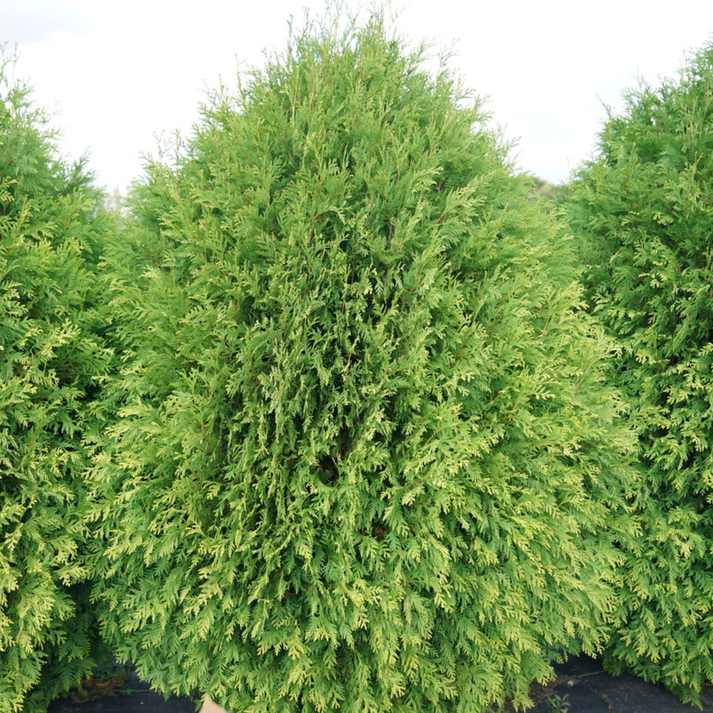 Cheer Drops® Arborvitae (Thuja occidentalis)