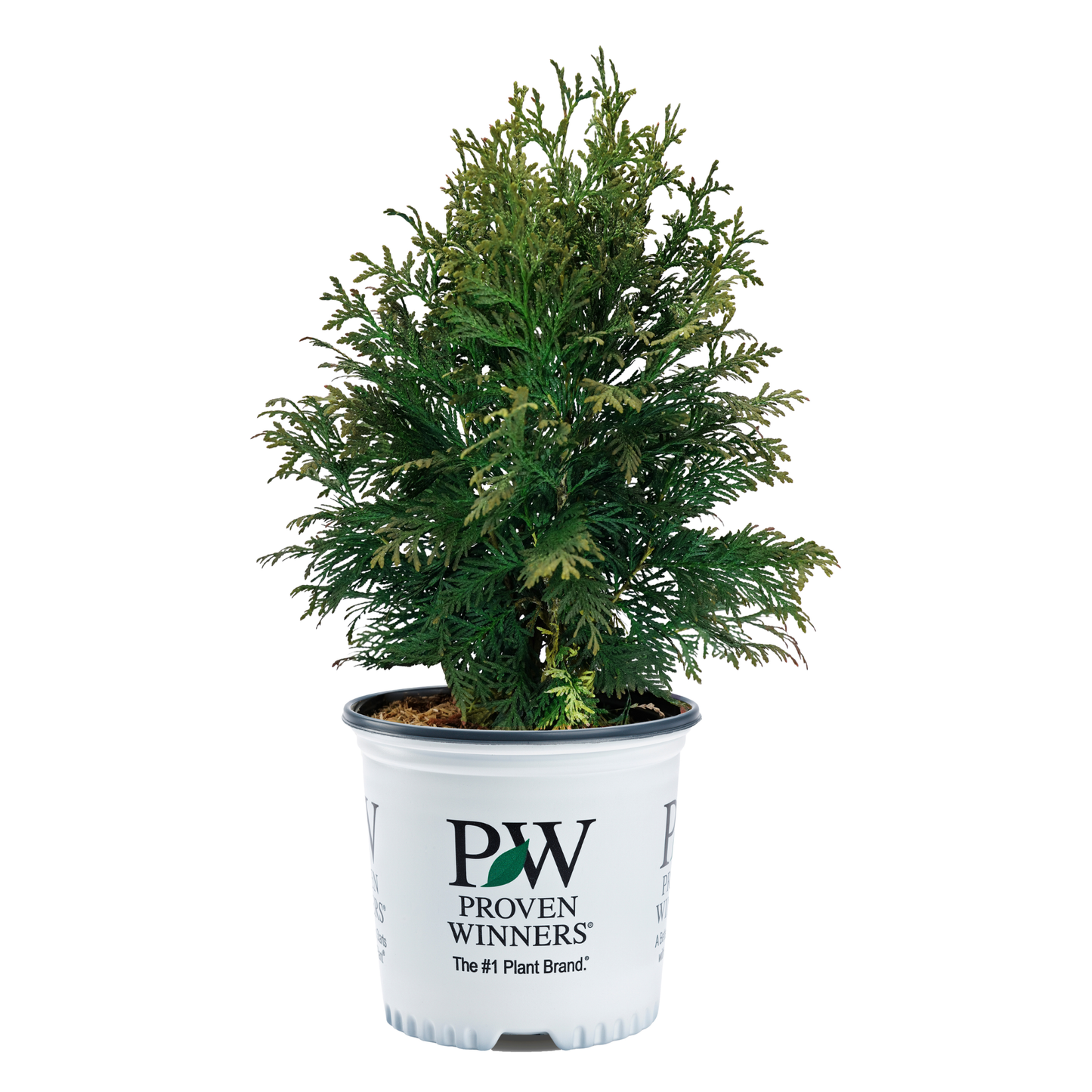 Cheer Drops® Arborvitae (Thuja occidentalis)