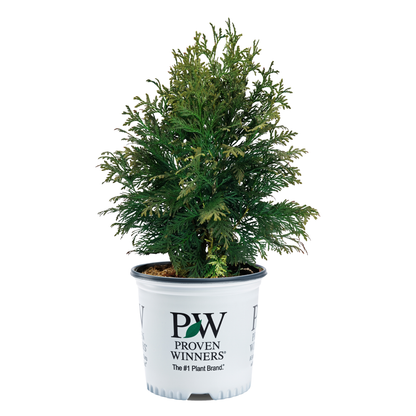 Cheer Drops® Arborvitae (Thuja occidentalis)
